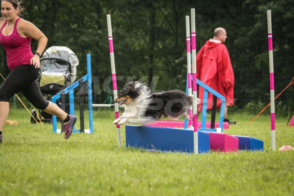 Pes skáče přes růžovo-modrou překážku během agility závodu.
