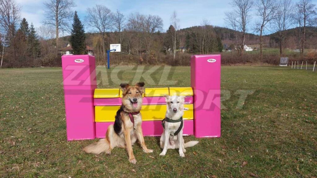 Dva psi sedící u růžovo-žluté molitanové agility překážky.