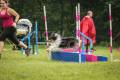 Psí agility závod